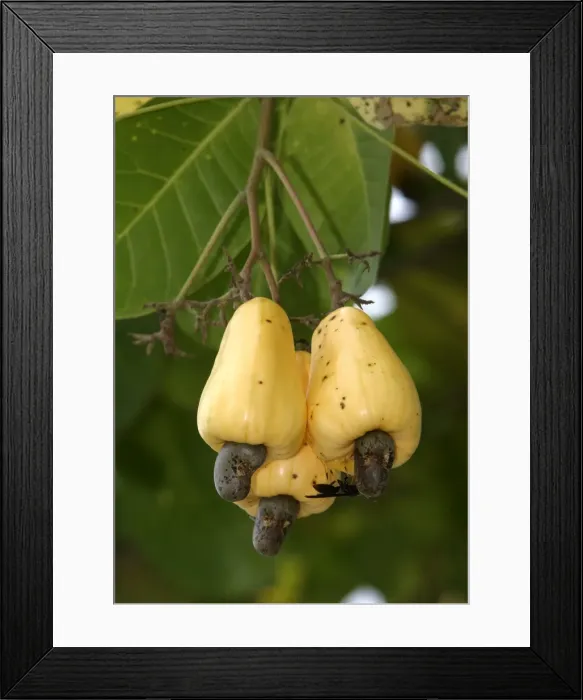 Framed Print : Fruit - Cashew Apple. Venezuela Framed Print : Fruit - Cashew Apple. Venezuela