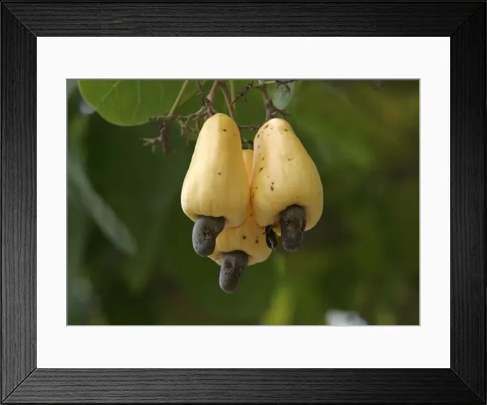Framed Print : Fruit - Cashew Apple. Venezuela Framed Print : Fruit - Cashew Apple. Venezuela