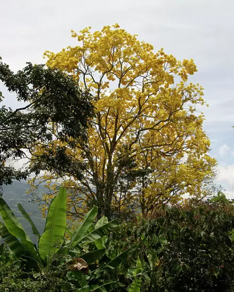 Araguaney - national tree of Venezuela