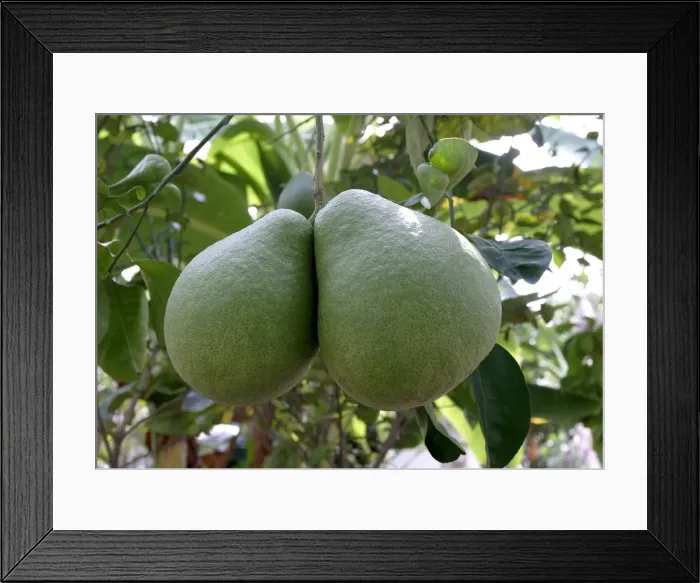 Framed Print : Pamplemousse / Shaddock Framed Print : Pamplemousse / Shaddock