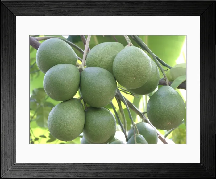Framed Print : Pamplemousse / Shaddock. Venezuela Framed Print : Pamplemousse / Shaddock. Venezuela