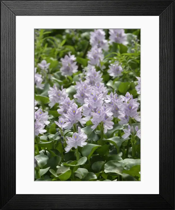 Framed Print : Common Water Hyacinth. Llanos, Venezuela Fam: Pontederiaceae Framed Print : Common Water Hyacinth. Llanos, Venezuela Fam: Pontederiaceae