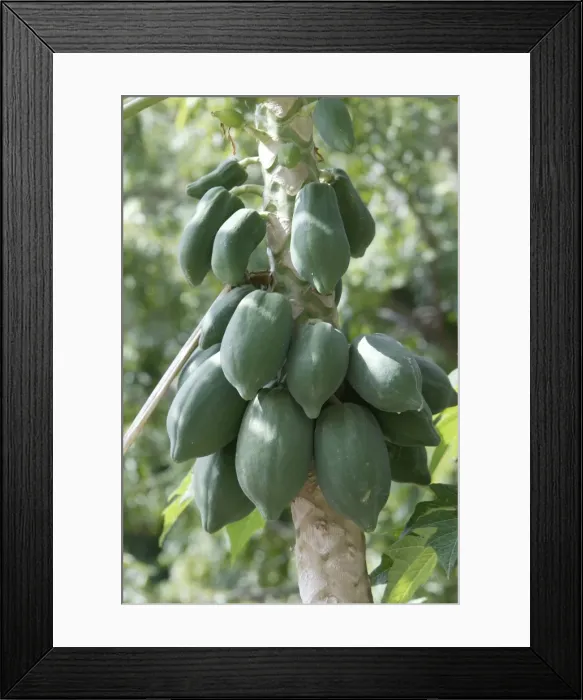 Framed Print : Papaya / Paw Paw - fruit on tree. Kenya, Africa Framed Print : Papaya / Paw Paw - fruit on tree. Kenya, Africa