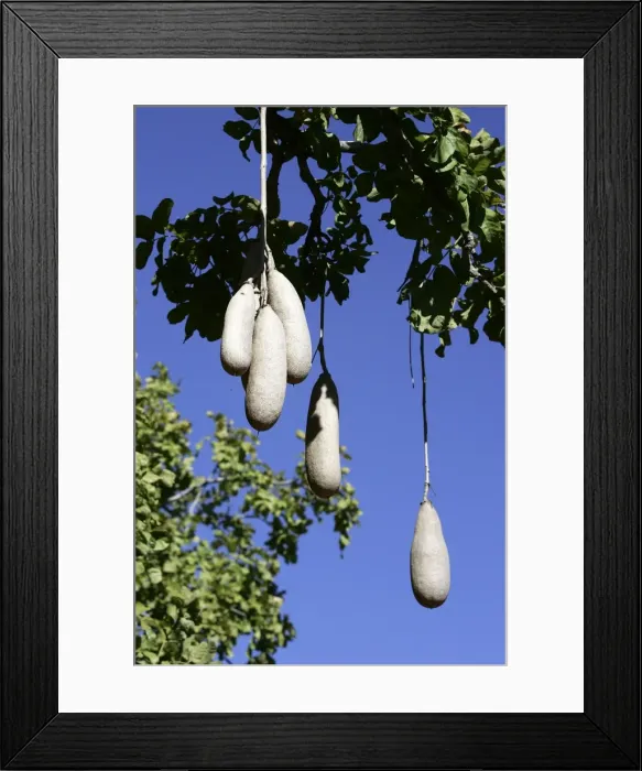 Framed Print : Sausage Tree. South Luangwa Valley National Park - Zambia - Africa Framed Print : Sausage Tree. South Luangwa Valley National Park - Zambia - Africa