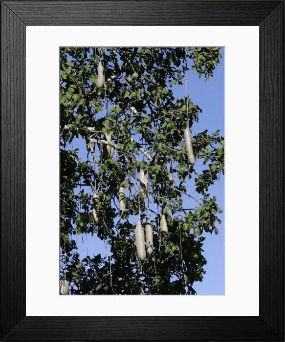 Framed Print : Sausage Tree. South Luangwa Valley National Park - Zambia - Africa Framed Print : Sausage Tree. South Luangwa Valley National Park - Zambia - Africa