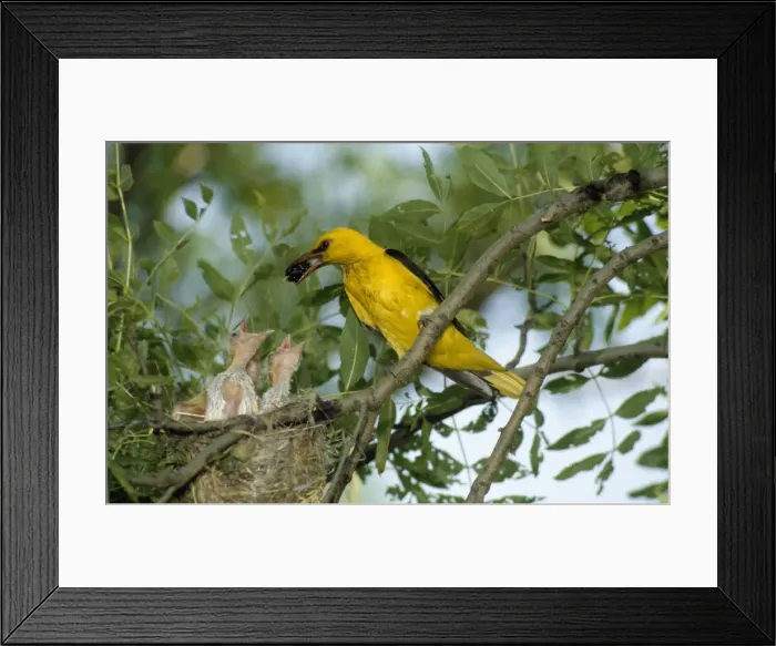 Framed Print : Eurasian Golden Oriole - feeding chicks at the nest Framed Print : Eurasian Golden Oriole - feeding chicks at the nest