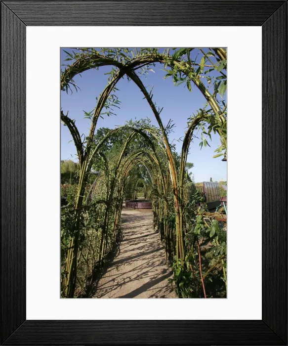 Framed Print : Garden - Willow pergola, made into a series of arches to create an allee. France Framed Print : Garden - Willow pergola, made into a series of arches to create an allee. France