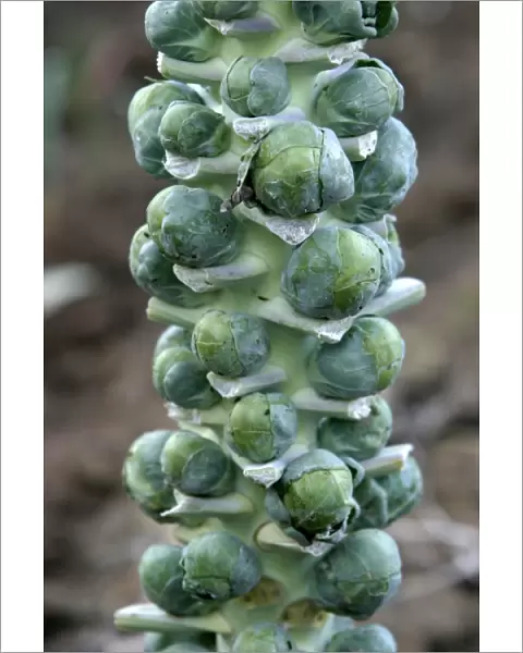 Brussels sprouts - growing on stalk Variety: Gemmifera