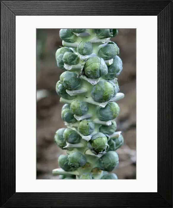 Framed Print : Brussels sprouts - growing on stalk Variety: Gemmifera Framed Print : Brussels sprouts - growing on stalk Variety: Gemmifera