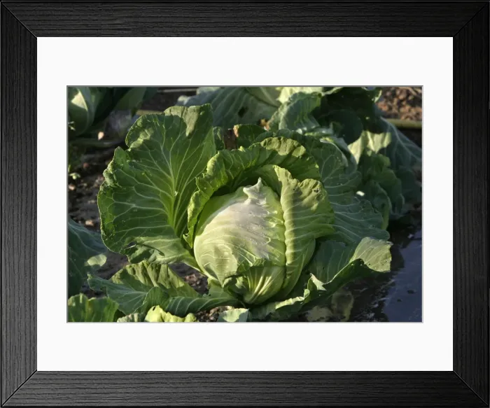 Framed Print : Cabbage - in vegetable garden Framed Print : Cabbage - in vegetable garden