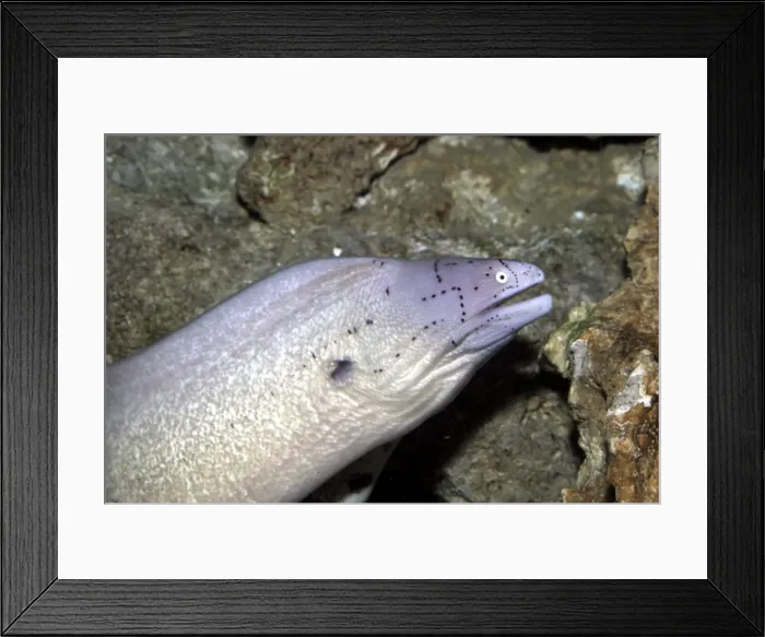 Framed Print : Geometric Moray Eel Distribution: West Indian ocean and the Red Sea Framed Print : Geometric Moray Eel Distribution: West Indian ocean and the Red Sea