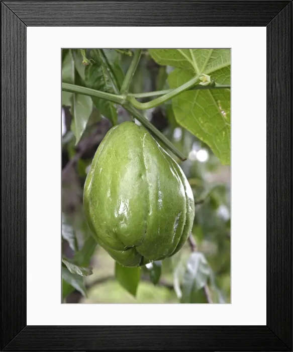 Framed Print : Christophine / Chayote - tropical vegetable  Framed Print : Christophine / Chayote - tropical vegetable 