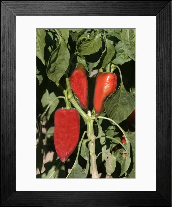 Framed Print : Red Chilli Pepper / Pimento Framed Print : Red Chilli Pepper / Pimento