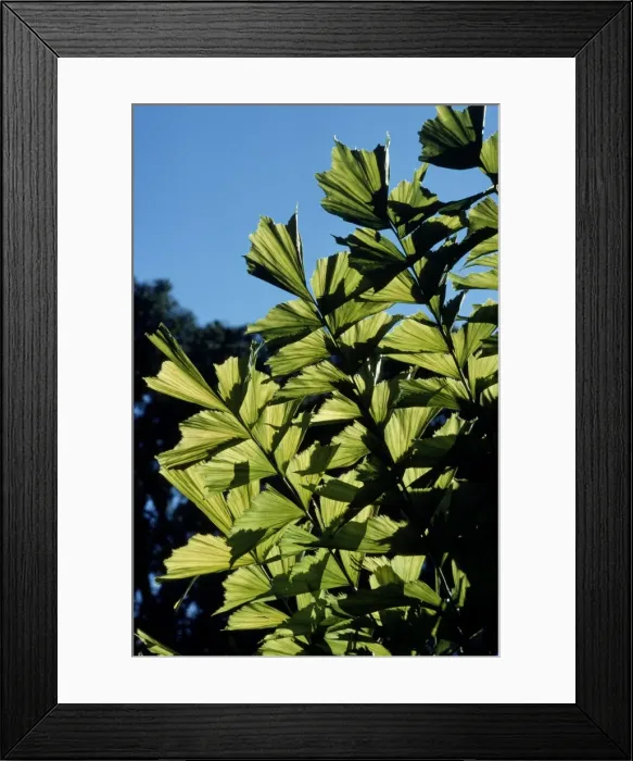 Framed Print : Fish-tail / Kitul / Jaggery Palm Framed Print : Fish-tail / Kitul / Jaggery Palm