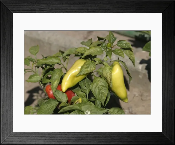 Framed Print : Sweet Pepper / Pimiento - with red and green fruit Framed Print : Sweet Pepper / Pimiento - with red and green fruit