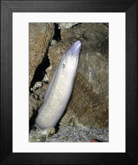 Framed Print : Geometric Moray Eel - rearing from nest hole in rocks. South Africa. Africa