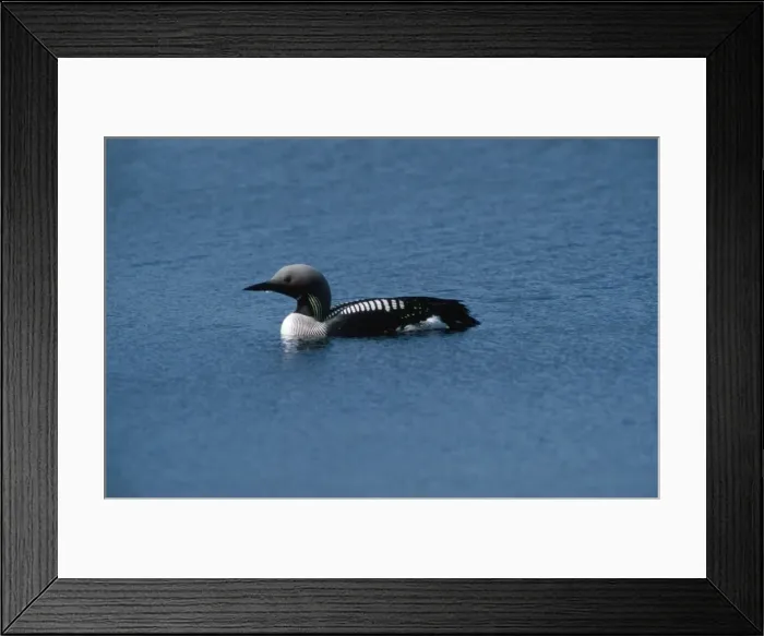 Framed Print : Black-throated Diver