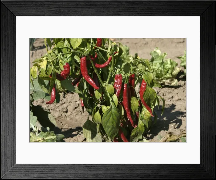 Framed Print : Red Chilli Pepper / Pimento - plant with fruit Framed Print : Red Chilli Pepper / Pimento - plant with fruit