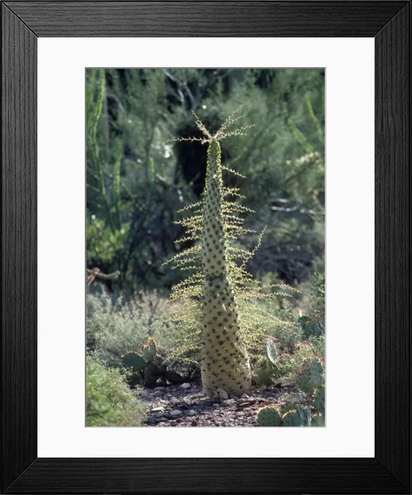 Framed Print : Boojum Tree - Cirio or Idria Framed Print : Boojum Tree - Cirio or Idria