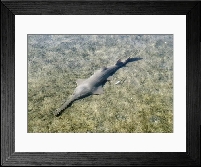 Framed Print : Small-toothed Sawfish Framed Print : Small-toothed Sawfish