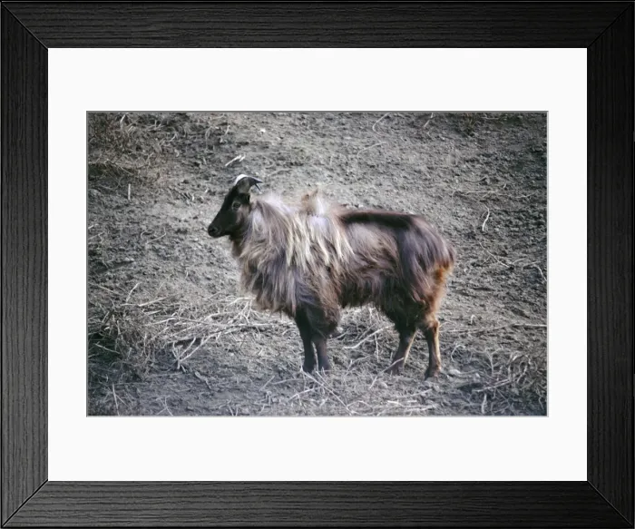 Framed Print : Himalayan Tahr - male Framed Print : Himalayan Tahr - male