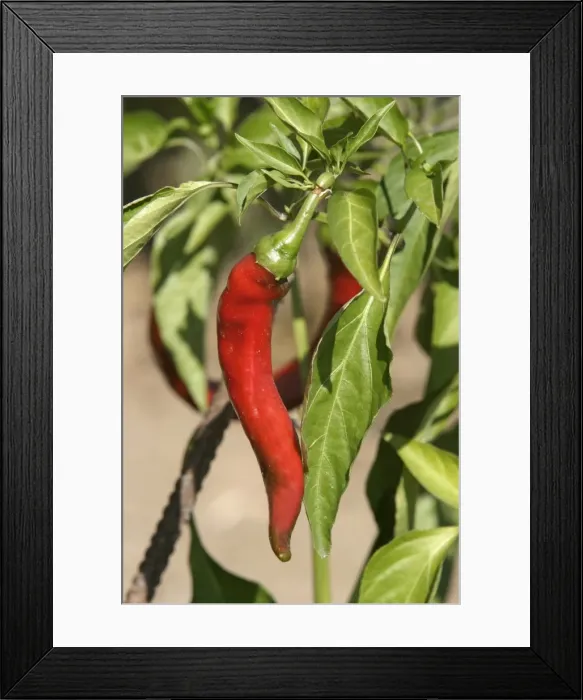 Framed Print : Red Chilli Pepper  /  Pimento