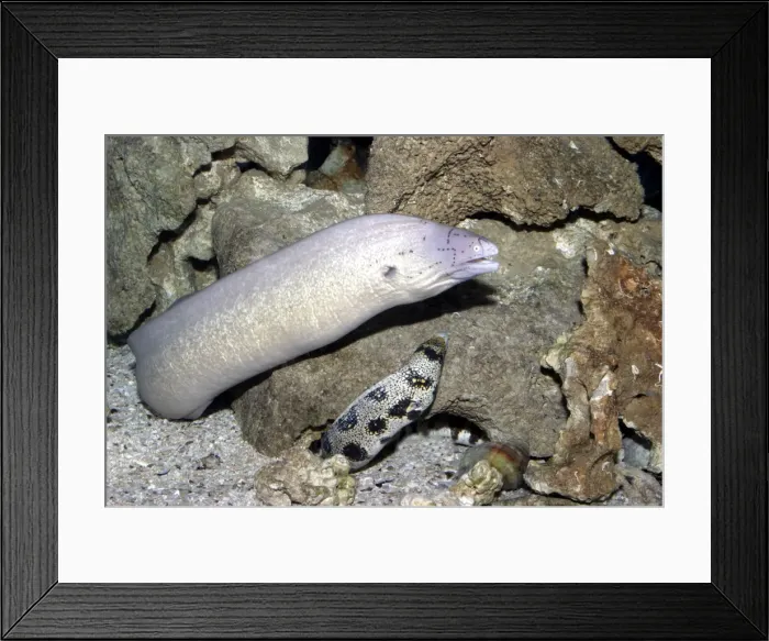 Framed Print : Geometric Moray Eel and Floral Moray Eel (Echidna) Framed Print : Geometric Moray Eel and Floral Moray Eel (Echidna)