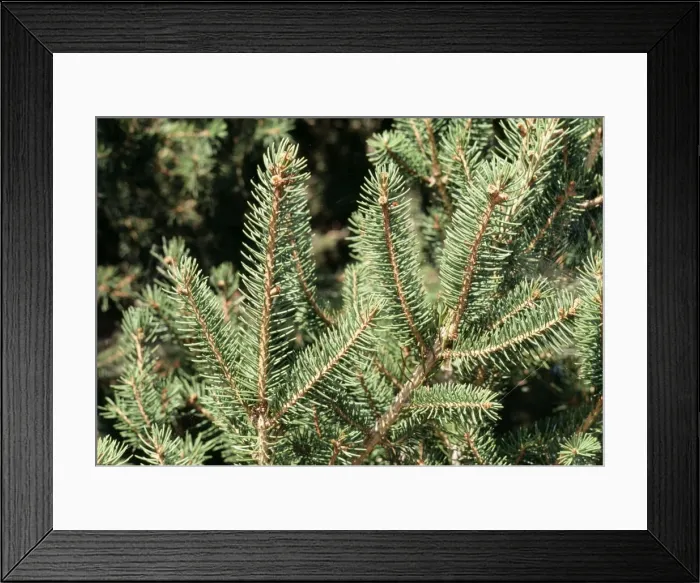 Framed Print : Norway Spruce Framed Print : Norway Spruce