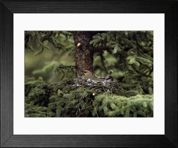 Framed Print : Bohemian Waxwing - European Framed Print : Bohemian Waxwing - European