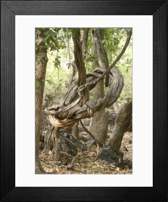 Framed Print : Stranger Vine. Bandhavgarh NP, India Framed Print : Stranger Vine. Bandhavgarh NP, India