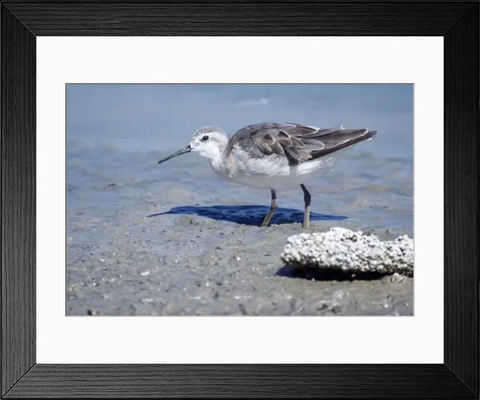 Framed Print : Wilson's Phalarope - young - 2 days old Framed Print : Wilson's Phalarope - young - 2 days old