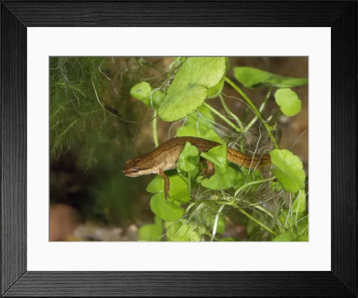 Framed Print : Palmate Newt Framed Print : Palmate Newt