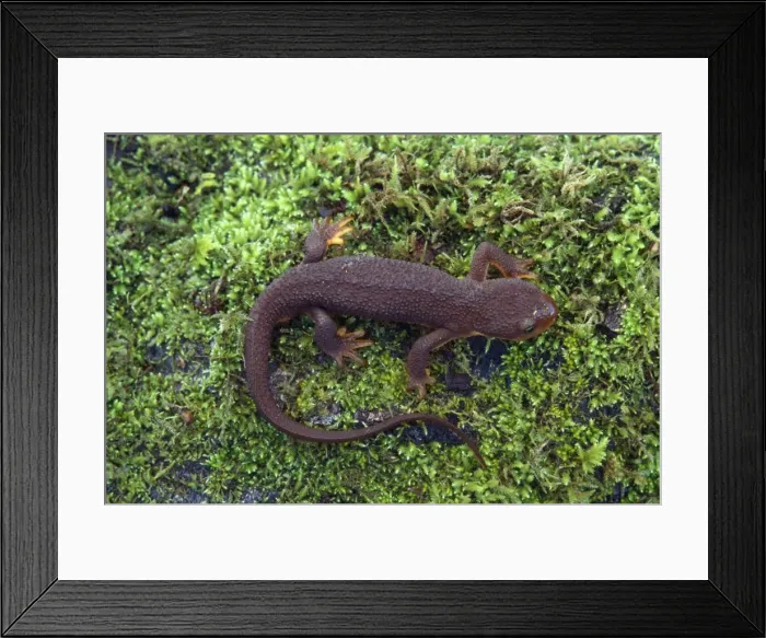 Framed Print : Rough-skinned Newt Framed Print : Rough-skinned Newt