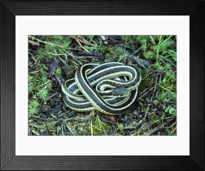 Framed Print : Common / Eastern Garter Snake Framed Print : Common / Eastern Garter Snake