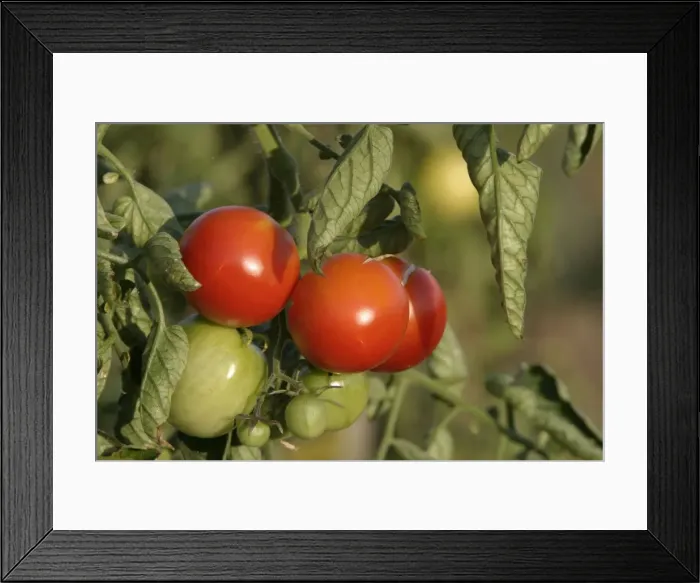 Framed Print : Tomato plant - showing growth / development of green (unripe) and red (ripe) fruits Framed Print : Tomato plant - showing growth / development of green (unripe) and red (ripe) fruits