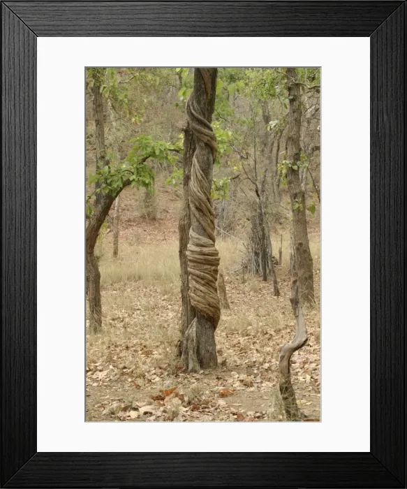 Framed Print : Stranger Vine. Bandhavgarh NP, India Framed Print : Stranger Vine. Bandhavgarh NP, India