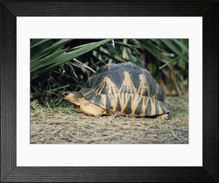 Framed Print : Radiated Tortoise - eating leaf Framed Print : Radiated Tortoise - eating leaf
