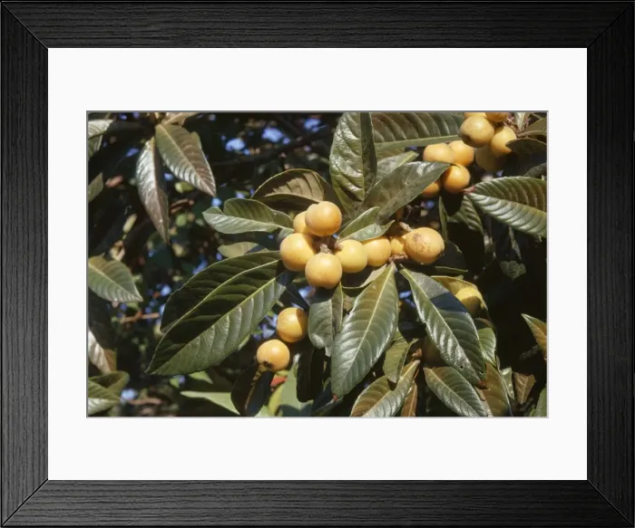Framed Print : Loquat Fruit - ripe Framed Print : Loquat Fruit - ripe