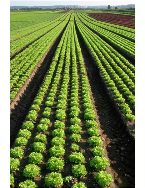Lettuce - crop in field Near Paris - France