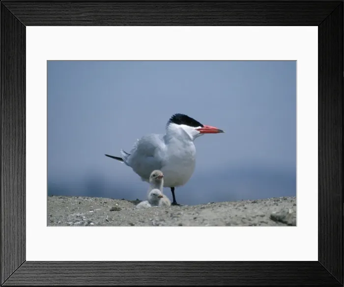 Framed Print : Caspian Tern - with chicks Framed Print : Caspian Tern - with chicks