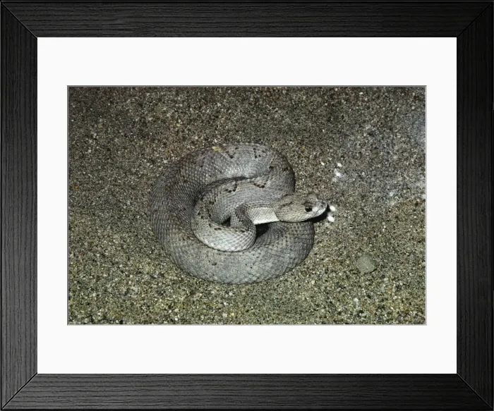 Framed Print : Aruba Island Rattlesnake - coiled Framed Print : Aruba Island Rattlesnake - coiled
