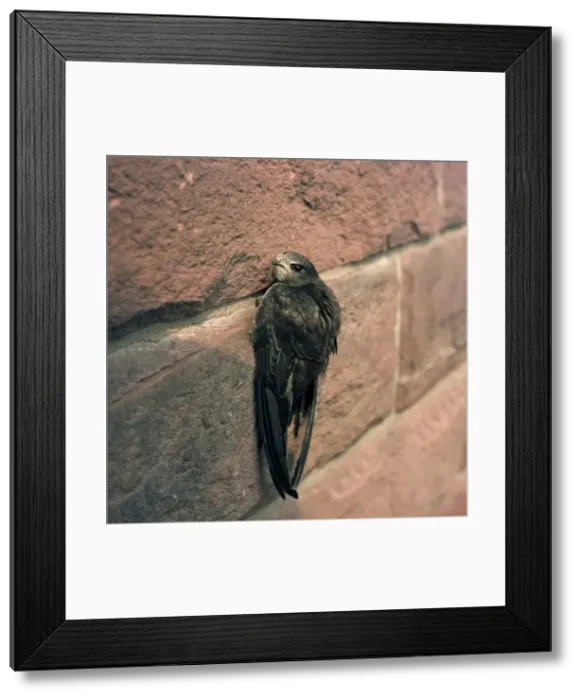Framed Print : Swift - clinging to brick wall