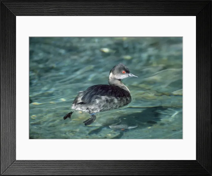 Framed Print : Black-necked / Eared Grebe - winter Framed Print : Black-necked / Eared Grebe - winter