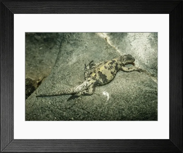 Framed Print : San Esteban Island Chuckwalla - on rock Also known as: Piebald Chuckwalla, Painted Chuckwalla and Giant Chuckwalla Framed Print : San Esteban Island Chuckwalla - on rock Also known as: Piebald Chuckwalla, Painted Chuckwalla and Giant Chuckwalla