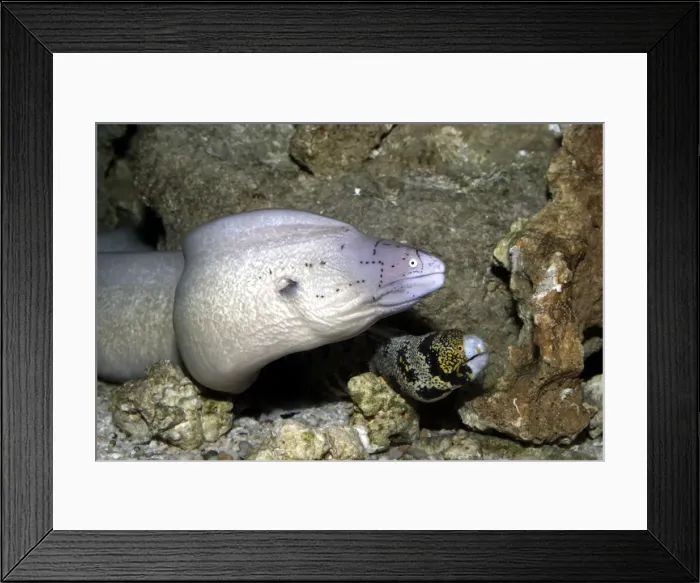 Framed Print : Geometric Moray Eel (Gymnothorax griseus) and Floral Moray Eel (Echidna sp. ) Framed Print : Geometric Moray Eel (Gymnothorax griseus) and Floral Moray Eel (Echidna sp. )