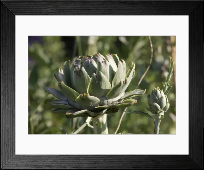 Framed Print : Globe Artichoke Framed Print : Globe Artichoke