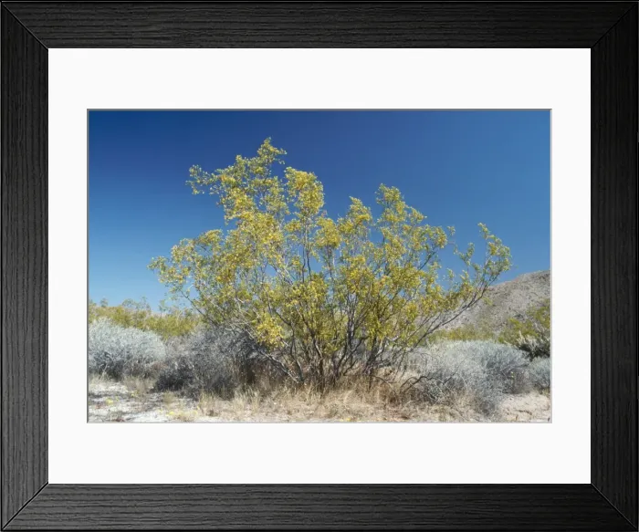 Framed Print : Creosote Bush Sout Western Deserts, USA Framed Print : Creosote Bush Sout Western Deserts, USA