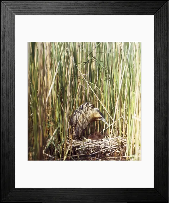 Framed Print : Bittern - in reeds at nest with chicks Framed Print : Bittern - in reeds at nest with chicks
