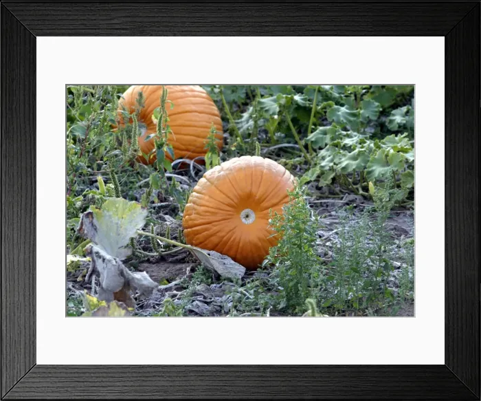 Framed Print : Pumpkins - two, ripe orange fruits Framed Print : Pumpkins - two, ripe orange fruits