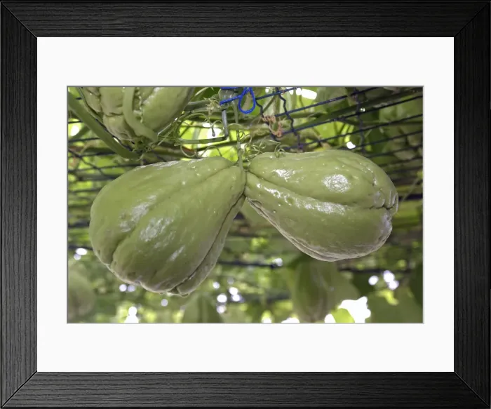Framed Print : Christophine / Chayote - tropical vegetable orginally from South America Framed Print : Christophine / Chayote - tropical vegetable orginally from South America